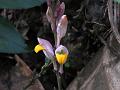 Fever Gymnostachyum
